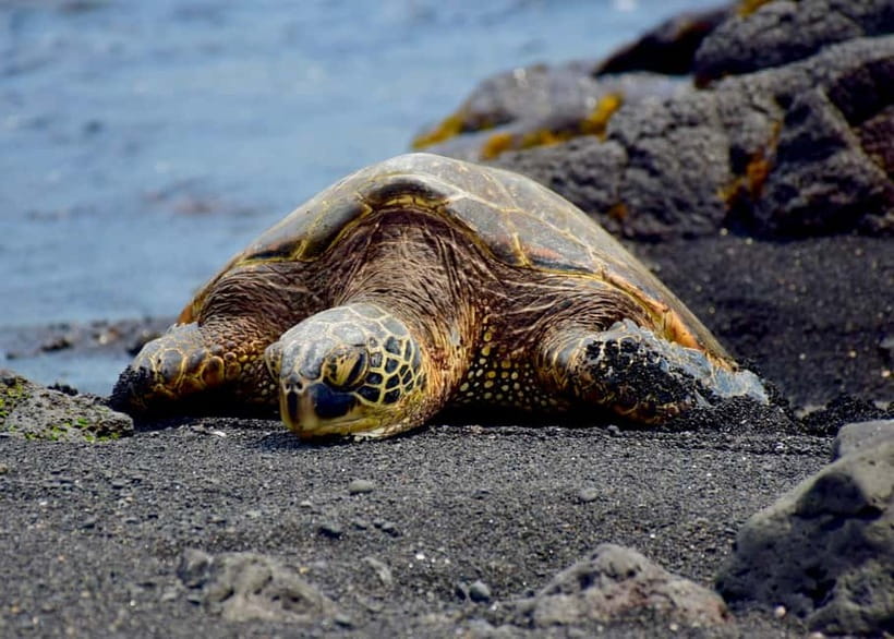 Galle Private Day Tours with Sea Turtles visit & Boat Safari - Transport, guide style, and comfort