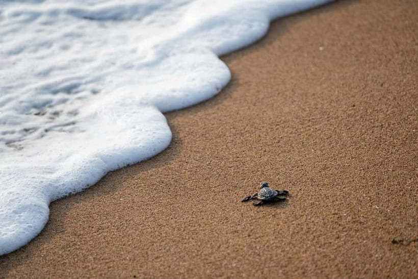 Galle Private Day Tours with Sea Turtles visit & Boat Safari - How to plan the day wisely