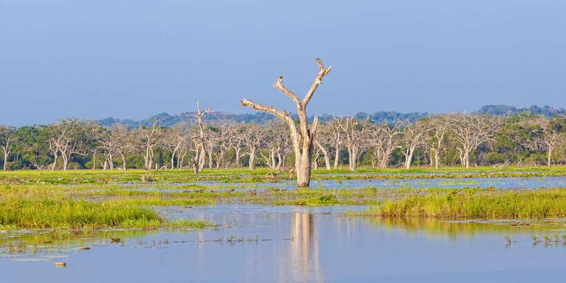 Galle/Unawatuna/Weligama/Mirissa: Yala National Park Safari - What the $83 price really includes