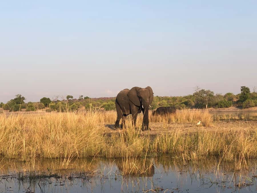 Game Drive And Rhino Walk Safari - Key points at a glance