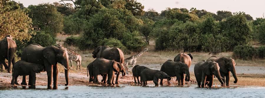 Game Drive And Rhino Walk Safari - Wildlife you might see beyond the rhinos