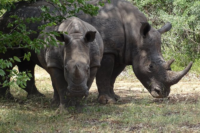 Game Drive & Rhino Safari Experience - MINIMUM 2 PEOPLE - Key Points to Know Before You Go