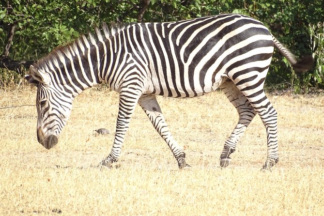 Game Drive & Rhino Safari Experience - MINIMUM 2 PEOPLE - A Picnic Beside the Zambezi River