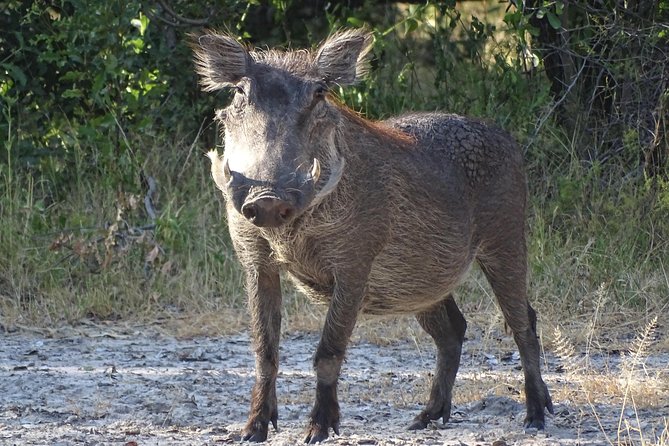 Game Drive & Rhino Safari Experience - MINIMUM 2 PEOPLE - The White Rhino Walk Is the Main Event