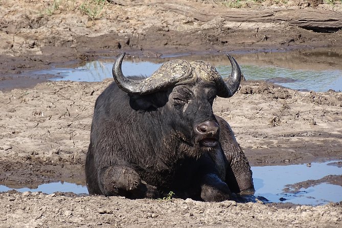 Game Drive & Rhino Safari Experience - MINIMUM 2 PEOPLE - Is $75 Per Person Good Value?