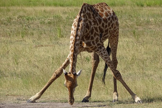 Game Drive & Rhino Safari Experience - MINIMUM 2 PEOPLE - The Game Drive: Elephants, Zebras, and Birdlife