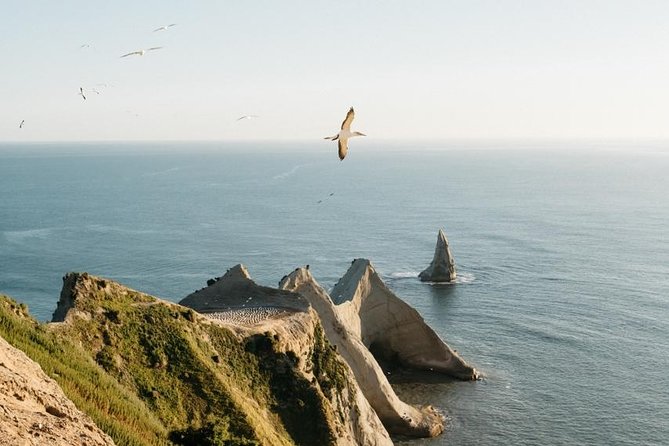 Gannet Safaris Overland tour to Cape Kidnappers Gannet Colony - Why Cape Kidnappers is worth the half-day