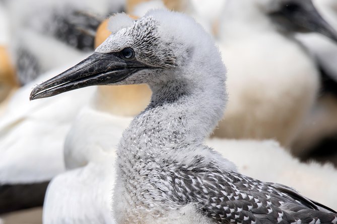 Gannet Safaris Overland tour to Cape Kidnappers Gannet Colony - The ride across Cape Kidnappers Station