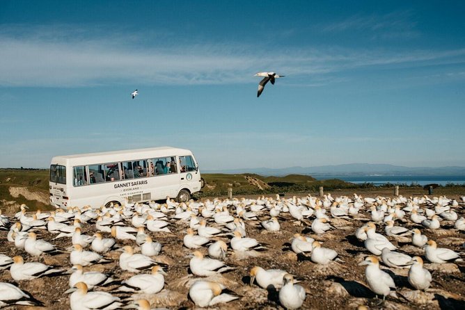 Gannet Safaris Overland tour to Cape Kidnappers Gannet Colony - Tea, coffee, and a few practical comforts