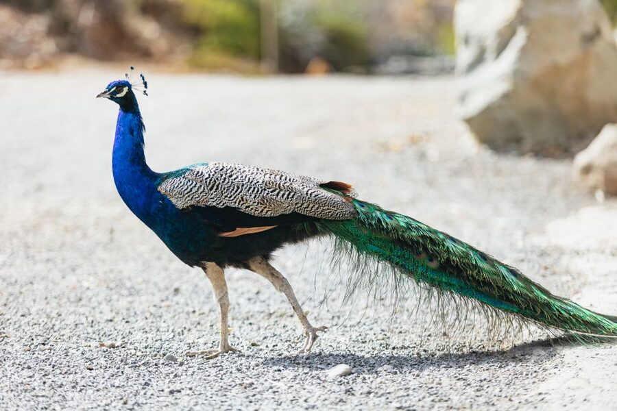 Gran Canaria: Camel Ride Safari w/ Optional Food & Transport - Key things to know before you book