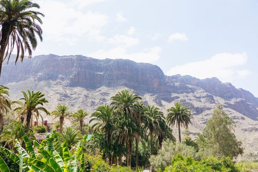 Gran Canaria: Camel Ride Safari w/ Optional Food & Transport - A camel safari in Gran Canaria’s dry mountain country