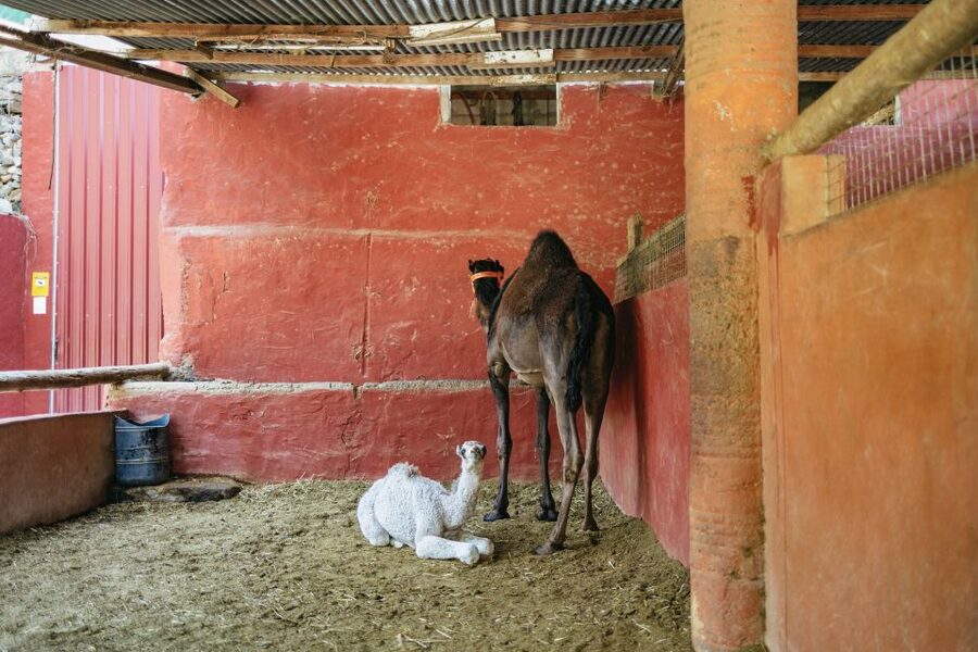 Gran Canaria: Camel Ride Safari w/ Optional Food & Transport - Tropical gardens in the Valley of the Thousand Palms