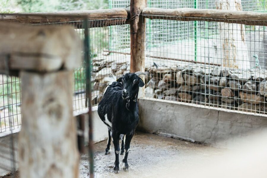 Gran Canaria: Camel Ride Safari w/ Optional Food & Transport - The optional tapas meal and homemade flavors