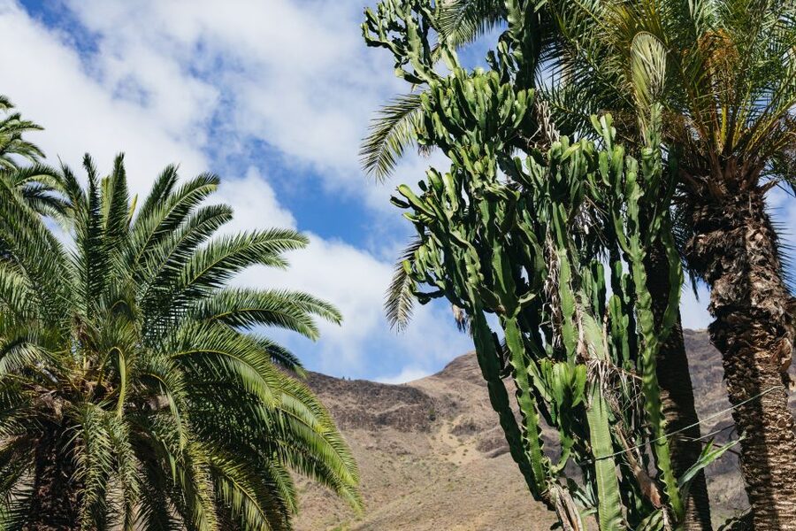 Gran Canaria: Camel Ride Safari w/ Optional Food & Transport - Practical tips for a smoother visit