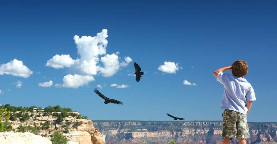 Grand Canyon: Morning Off-Road Safari with Skip the Gate - Riding through Kaibab National Forest
