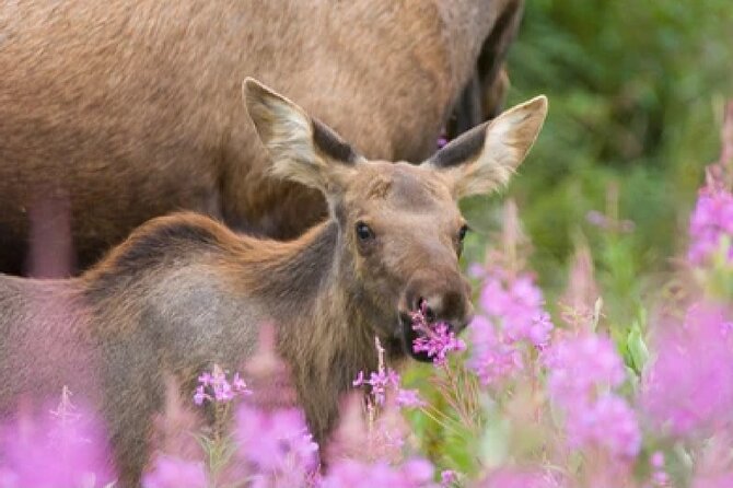Grand Teton Wildlife Safari in a Enclosed or Open-Air Vehicle (season dependent) - Why this four-hour safari works so well