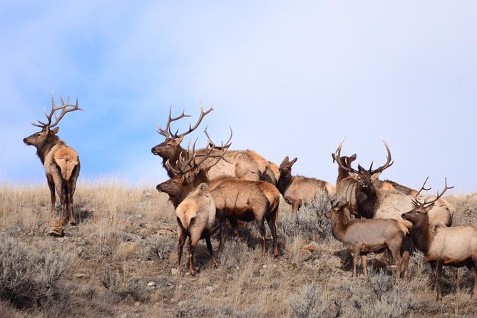 Grand Teton Wildlife Safari in a Enclosed or Open-Air Vehicle (season dependent) - Snake River scenery and geology