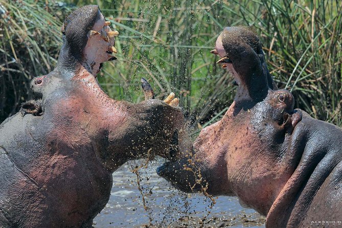 Group Safari 7 Days in Tanzania's Main Parks - A northern Tanzania route built around wildlife