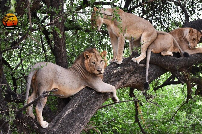 Group Safari 7 Days in Tanzania's Main Parks - Day 2: Lake Manyara’s compact variety