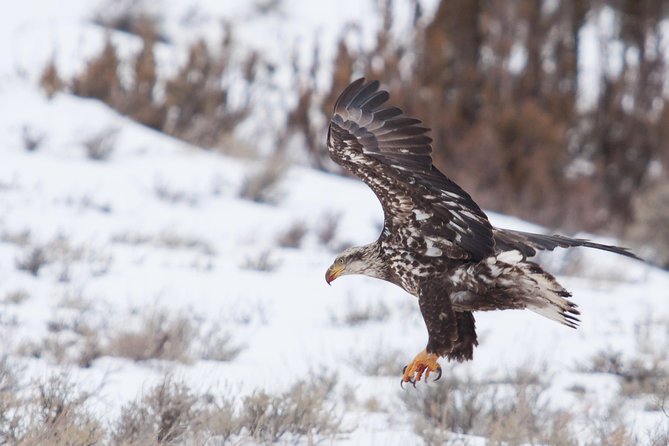 Half Day Grand Teton Wildlife Safari Tour - Why this four-hour safari works so well