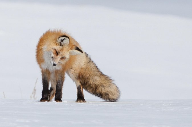 Half Day Grand Teton Wildlife Safari Tour - Antelope Flats: open views and a wider search