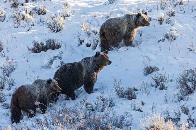 Half Day Grand Teton Wildlife Safari Tour - The gear and refreshments make a real difference