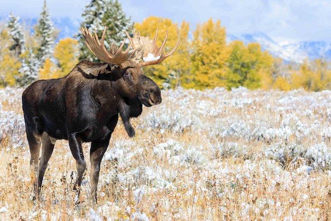 Half Day Grand Teton Wildlife Safari Tour - Starting from your Jackson Hole lodging