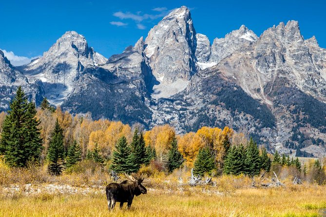 Half Day Group Sunset Wildlife Safari - Why a sunset safari works so well in Grand Teton