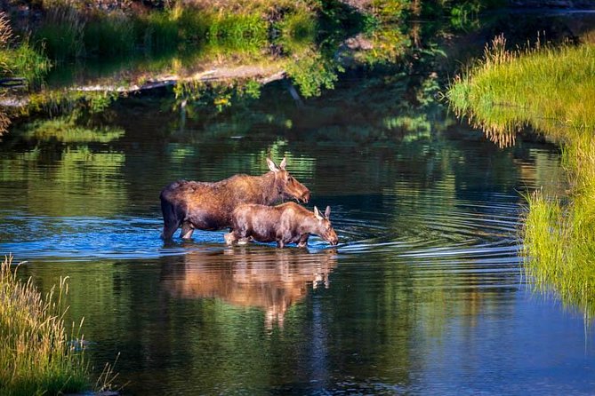 Half Day Group Sunset Wildlife Safari - Transportation, comfort, and what is included