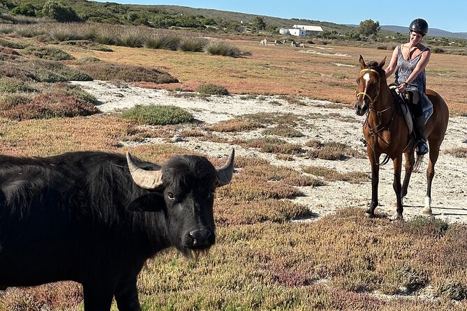 Half day Horse back safari - Why horseback changes the West Coast safari