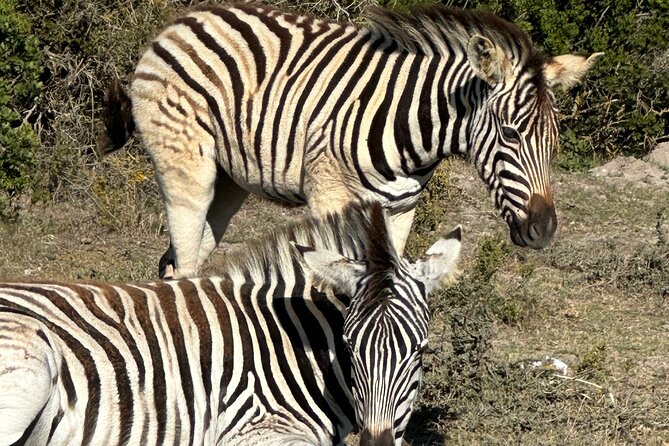Half day Horse back safari - Rondeberg Farms sets the tone