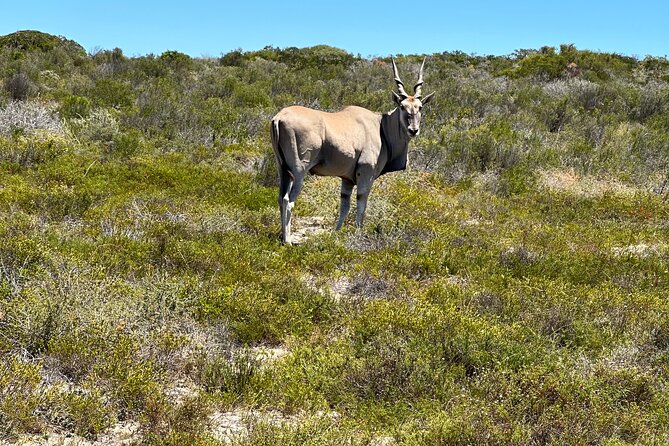 Half day Horse back safari - !Khwa ttu San Heritage Centre and lunch