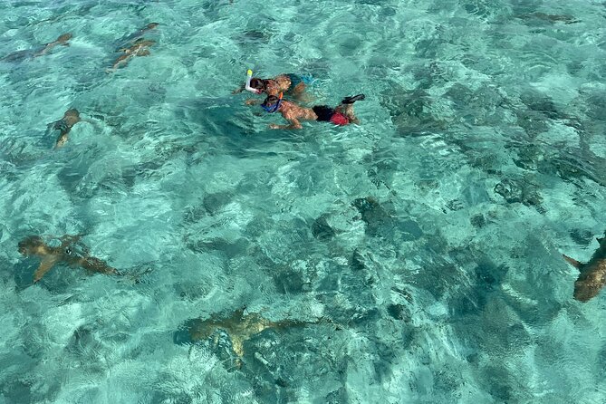 Half day lagoon safari tour in Bora Bora- Shared tour - Key points to know before you book