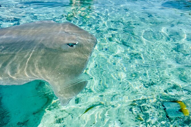 Half day lagoon safari tour in Bora Bora- Shared tour - The shark and stingray stop
