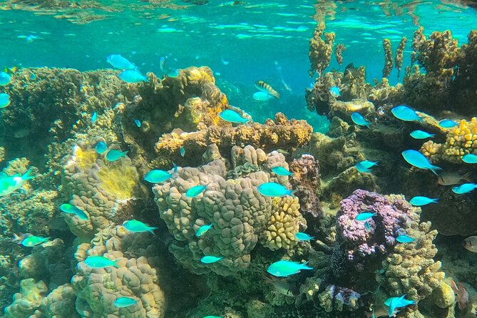 Half day lagoon safari tour in Bora Bora- Shared tour - Coral gardens with time to look around