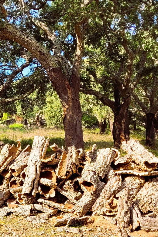 Half-Day Mountain Jeep Safari with firewater tasting - Monchique, where the Algarve turns green and steep
