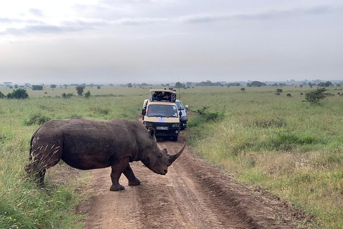 Half-Day Nairobi National Park Safari from Nairobi with Free Pickup - A real safari seven kilometers from central Nairobi