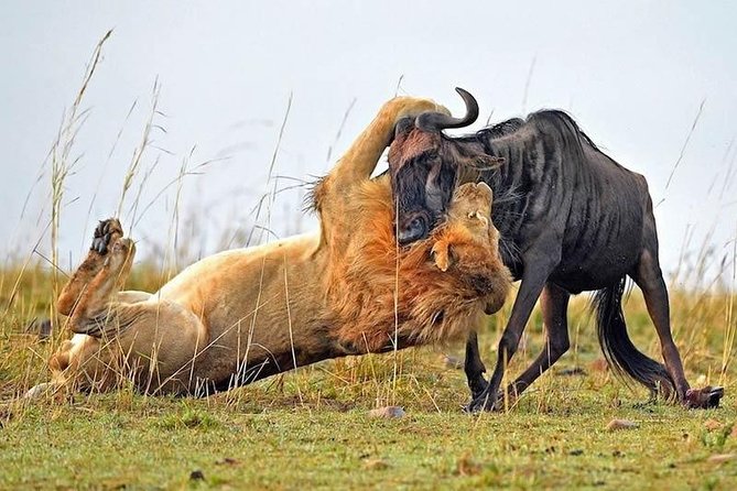 Half-Day Nairobi National Park Safari from Nairobi with Free Pickup - A shared safari, not a private vehicle