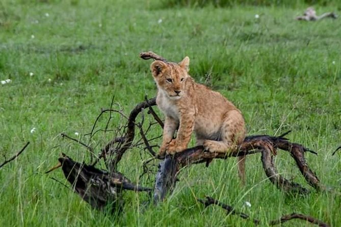 Half-Day Nairobi National Park Safari from Nairobi with Free Pickup - The $44.16 price needs a closer look