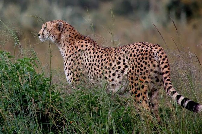Half-Day Nairobi National Park Safari from Nairobi with Free Pickup - Best timing for a short Nairobi safari