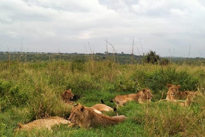 Half-Day Nairobi National Park Safari from Nairobi with Free Pickup - Who should book this experience?