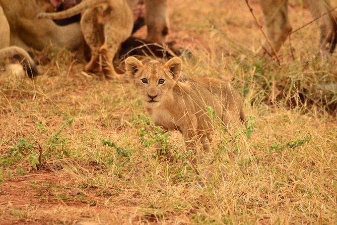 Half day safari from johannesburg - Key points at a glance