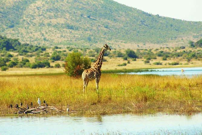 Half day safari from johannesburg - Three hours inside Dinokeng Game Reserve