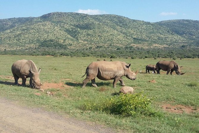 Half day safari from johannesburg - The guides are part of the value