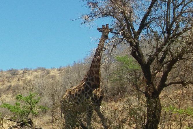 Half day safari from johannesburg - Arriving at the safari setting