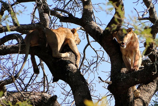 Half Day Safari Tour from Durban - Natal Lion Park brings you close to the pride