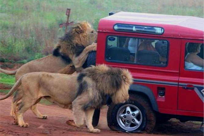 Half Day Safari Tour from Durban - Tala Private Game Reserve is the stronger safari setting