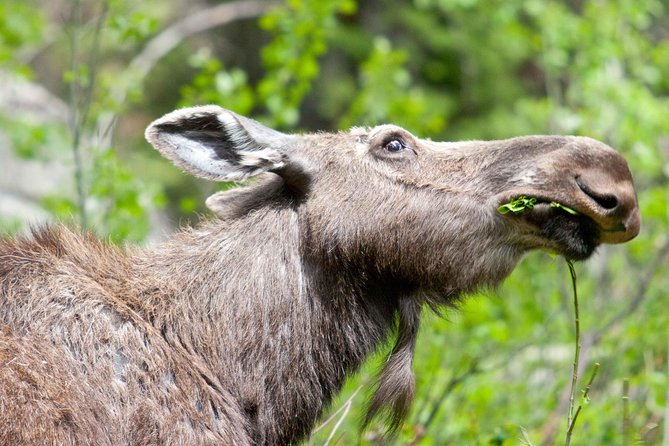 Half-Day Wildlife Safari Tour in Grand Teton National Park - Why a four-hour safari works well in Grand Teton
