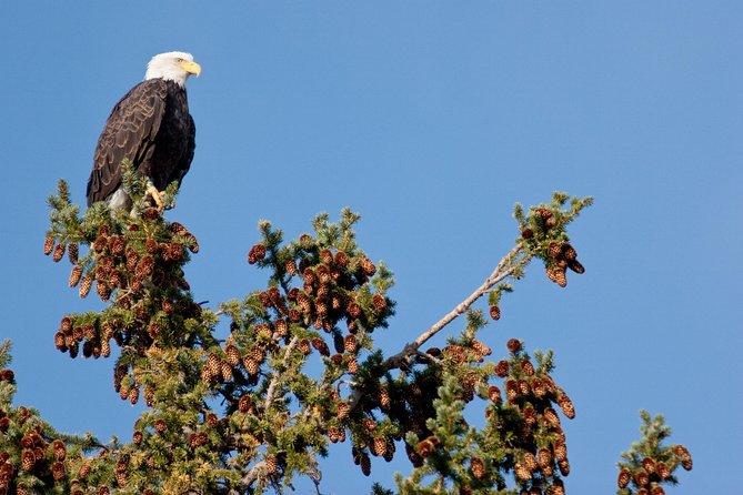 Half-Day Wildlife Safari Tour in Grand Teton National Park - Moose Wilson Road: forest, water, and patient searching