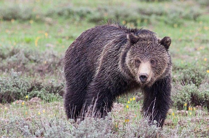 Half-Day Wildlife Safari Tour in Grand Teton National Park - Grand Teton National Park: the main course